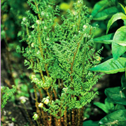 Dryopteris austriaca 'Lepidota Crispa Cristata'